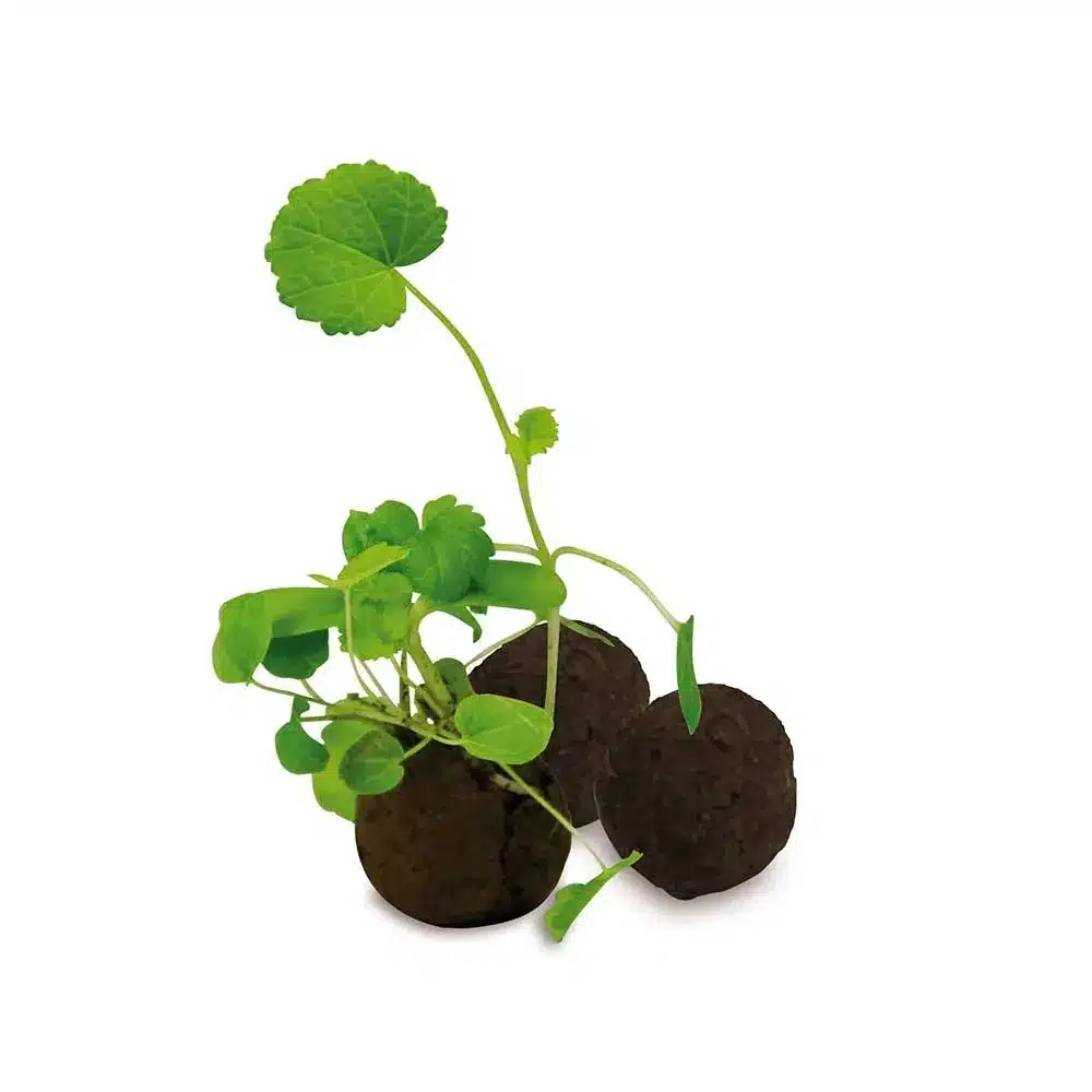 Flower‑Balls in Tüte mit Samen – Nachhaltige Samenbälle - Ansicht 2